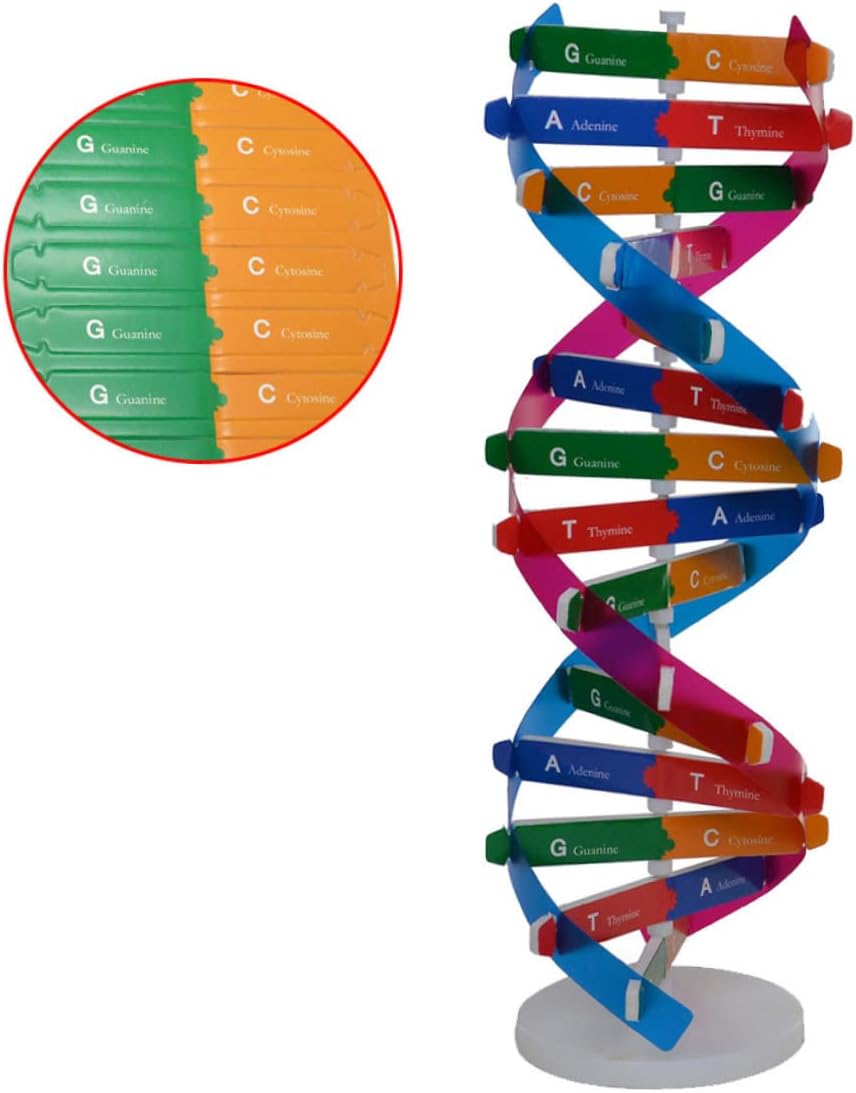 დეენემის მოდელი, საგანმანათლებლო