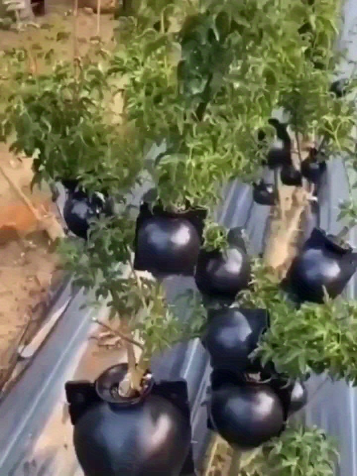 2ც ფესვების ფიქსატორი-გასაზრდელი