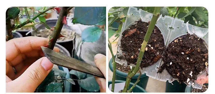 მცენარეთა დასაფესვიანებელი ყუთი 2ც