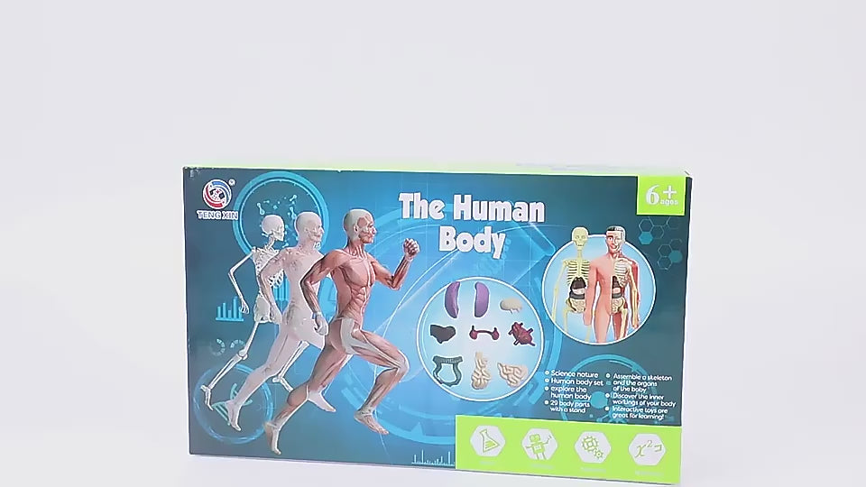 ადამიანის სხეულის ანატომიის მოდელი